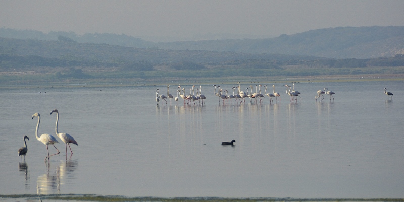 Flamingos an der Lagoa de Santo André