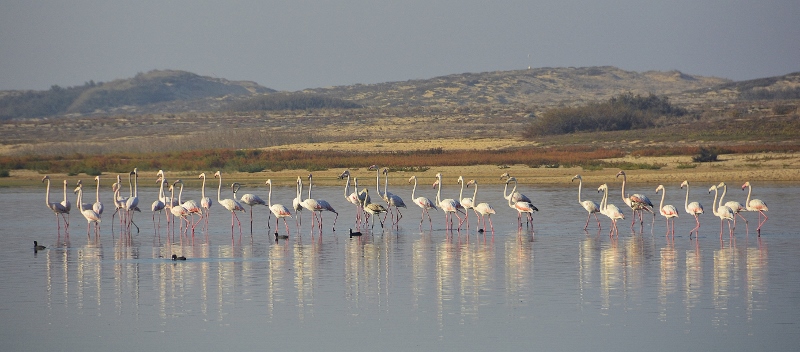 Flamingos an der Lagoa de Santo André