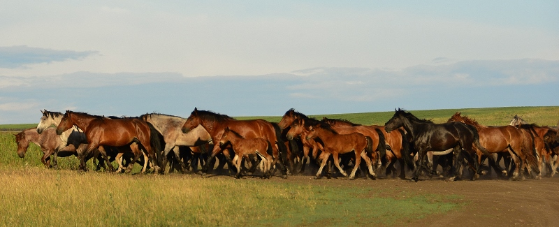 Die Pferde kommen von der Weide