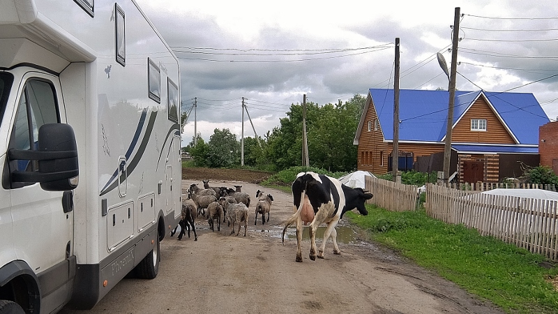 Die Kühe werden durch den Ort getrieben