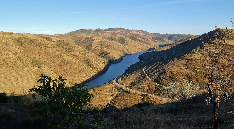 Terrassierte Weinfelder am Douro